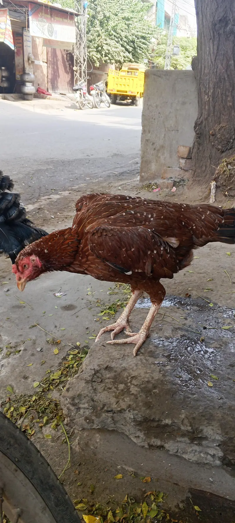 aseel morgi +  turkey bird — photo 8