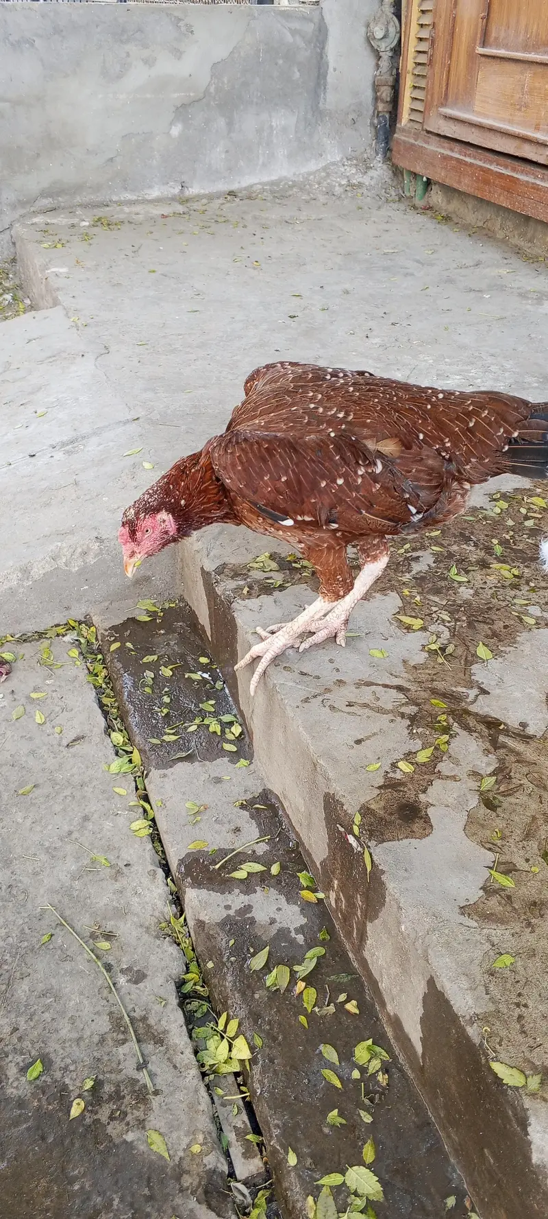 aseel morgi +  turkey bird — photo 9