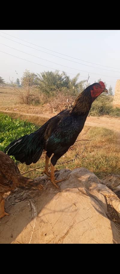 Sawa Mushki Aseel