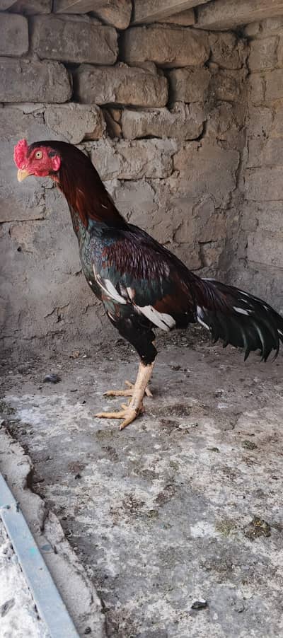4 aseel murghy for sale