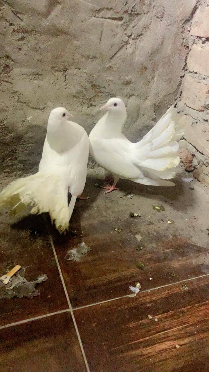 FANCY PEGION BREADER PAIR 0