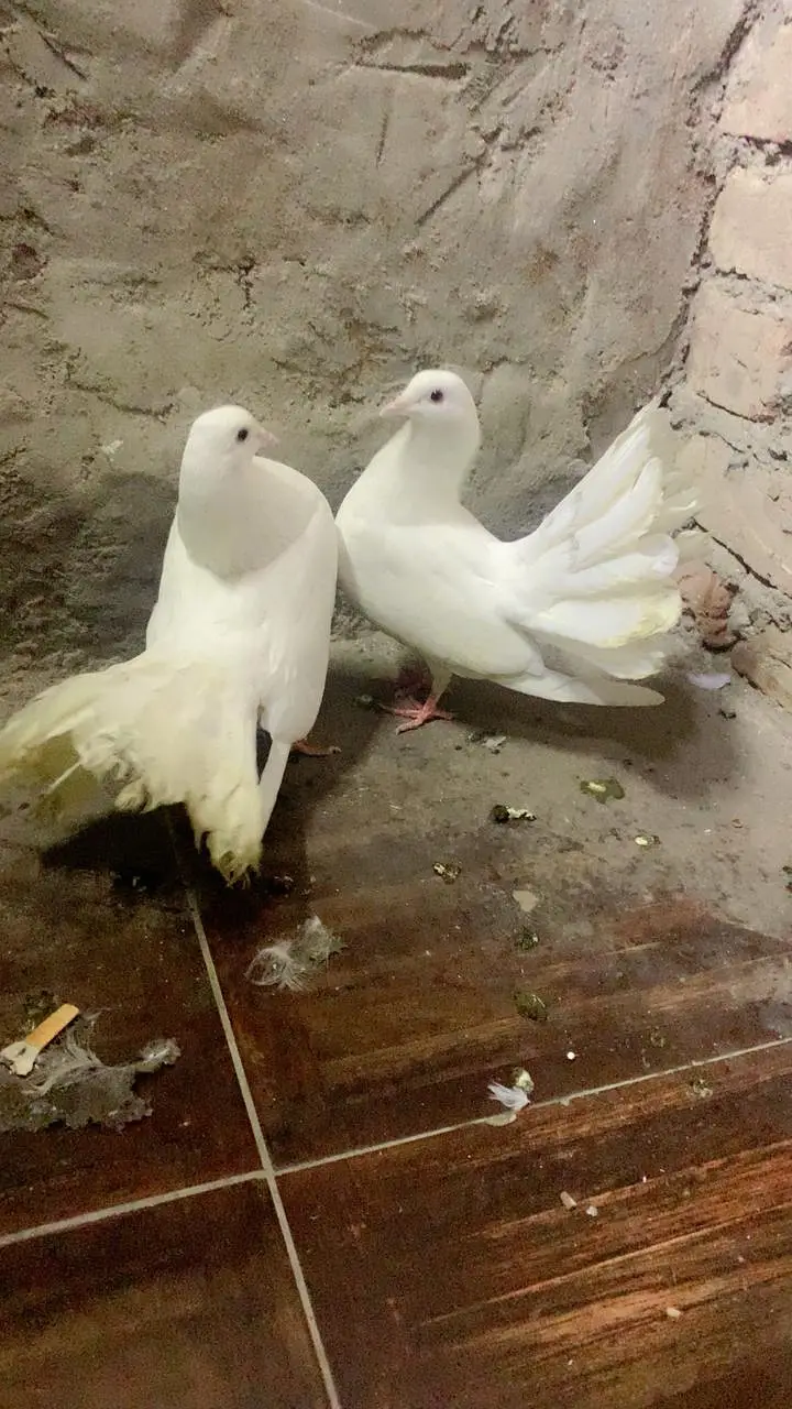 FANCY PEGION BREADER PAIR — photo 2