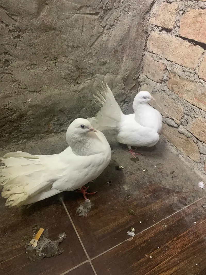 FANCY PEGION BREADER PAIR — photo 3