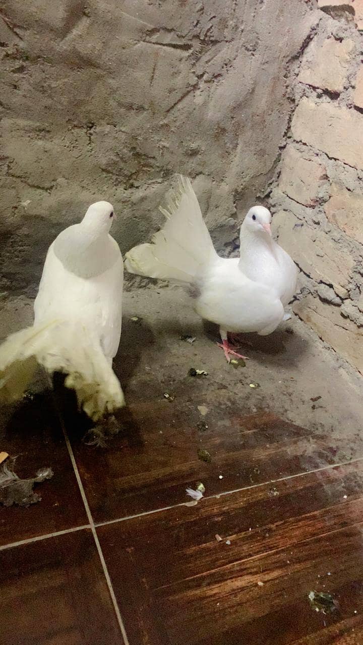 FANCY PEGION BREADER PAIR 3