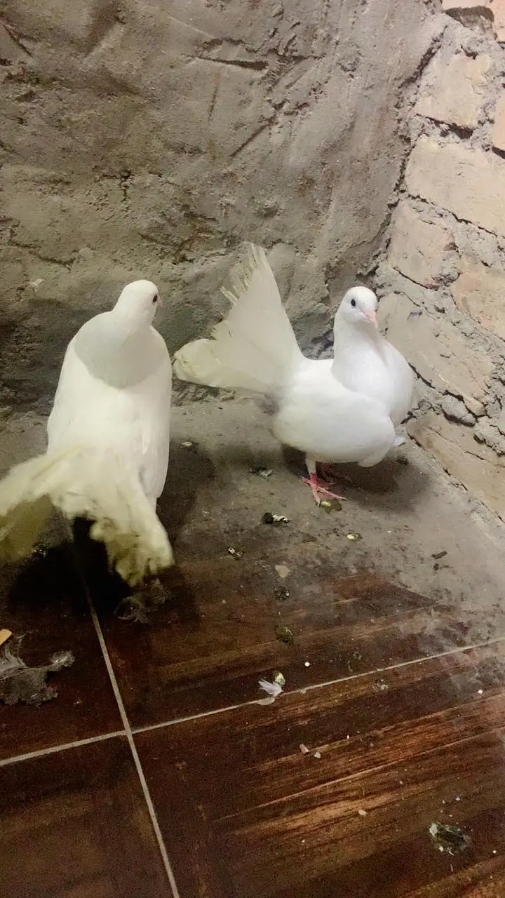 FANCY PEGION BREADER PAIR — photo 4