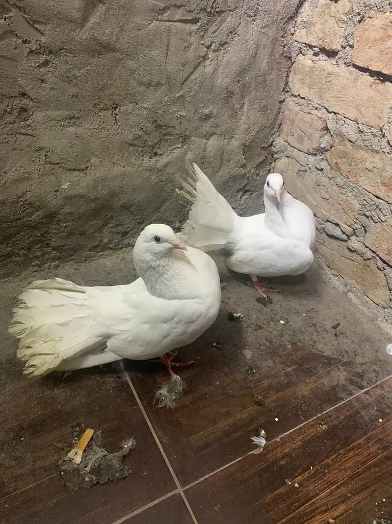 FANCY PEGION BREADER PAIR 4