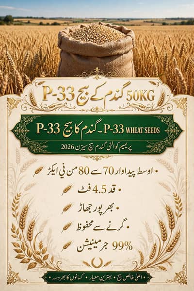 P-33 Wheat Seed