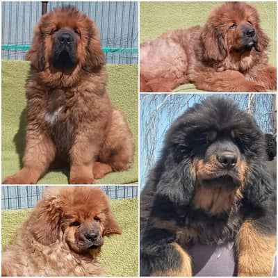 IMPORTED Tibaten mastiff  PUPPY HIGH QUALITY AVAILABLE