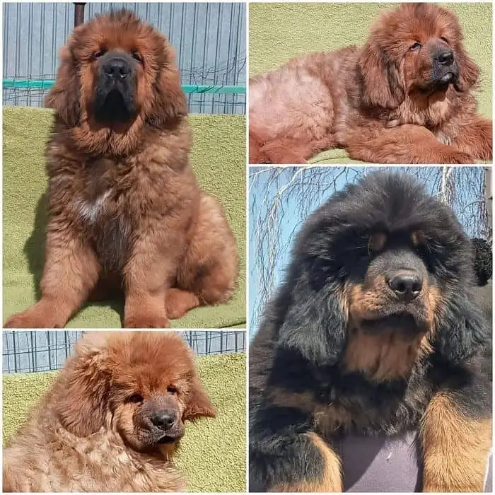 IMPORTED Tibaten mastiff  PUPPY HIGH QUALITY AVAILABLE — photo 2