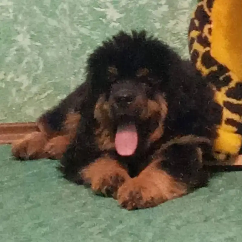 IMPORTED Tibaten mastiff  PUPPY HIGH QUALITY AVAILABLE — photo 3