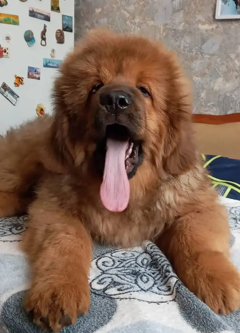 IMPORTED Tibaten mastiff  PUPPY HIGH QUALITY AVAILABLE — photo 4