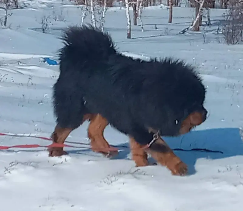 IMPORTED Tibaten mastiff  PUPPY HIGH QUALITY AVAILABLE — photo 5