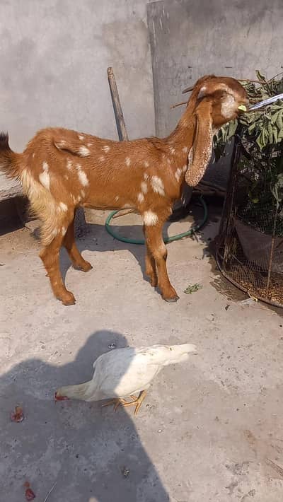 beautiful goat beetal