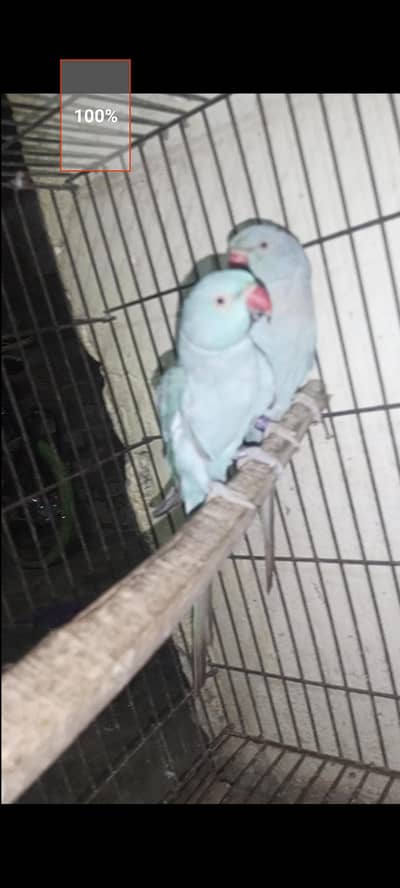 Mashallah blue ringneck bareedar air he full active he o