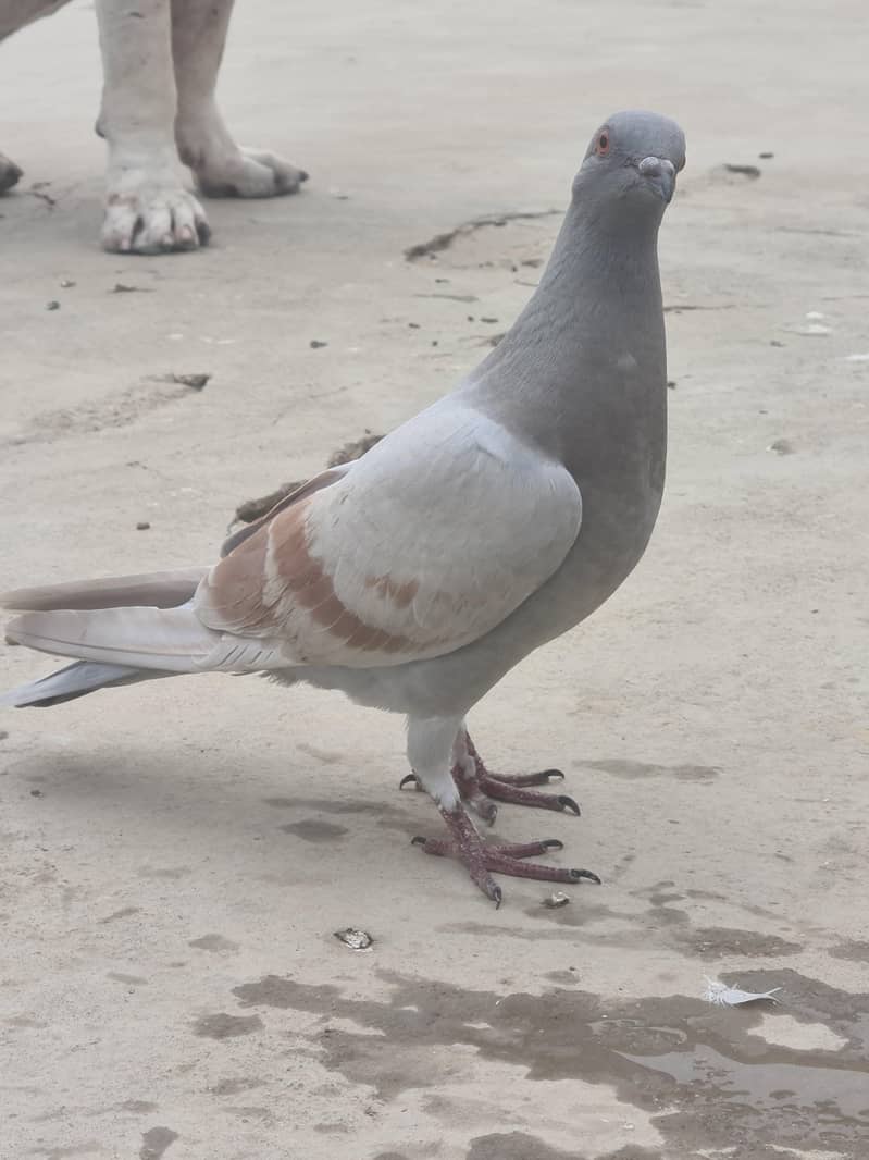 karbalai 9