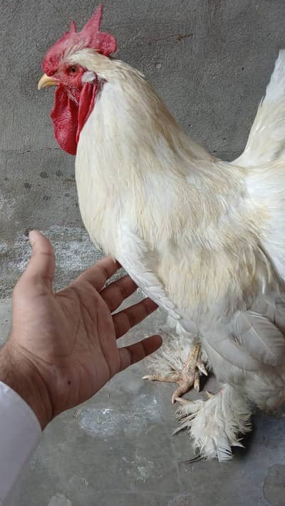 White Buff Murgha
