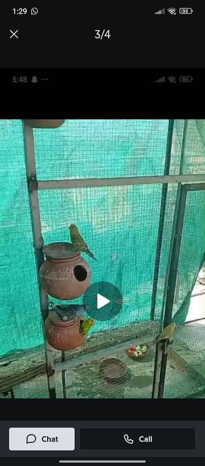Australian parrot available for sale best mutations