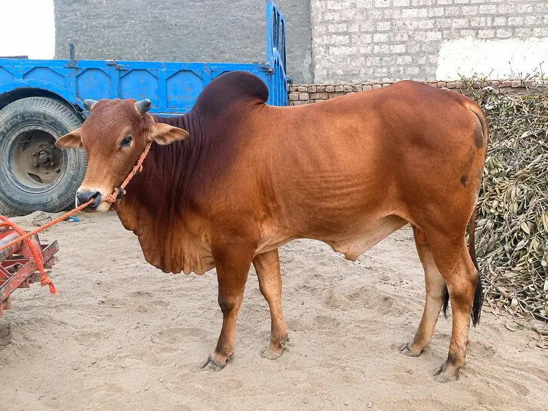 Healthy Brown Desi Bull for Sale – Strong & Well Maintained — photo 3