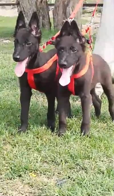 black shepherd puppies healthy and active mein for sel