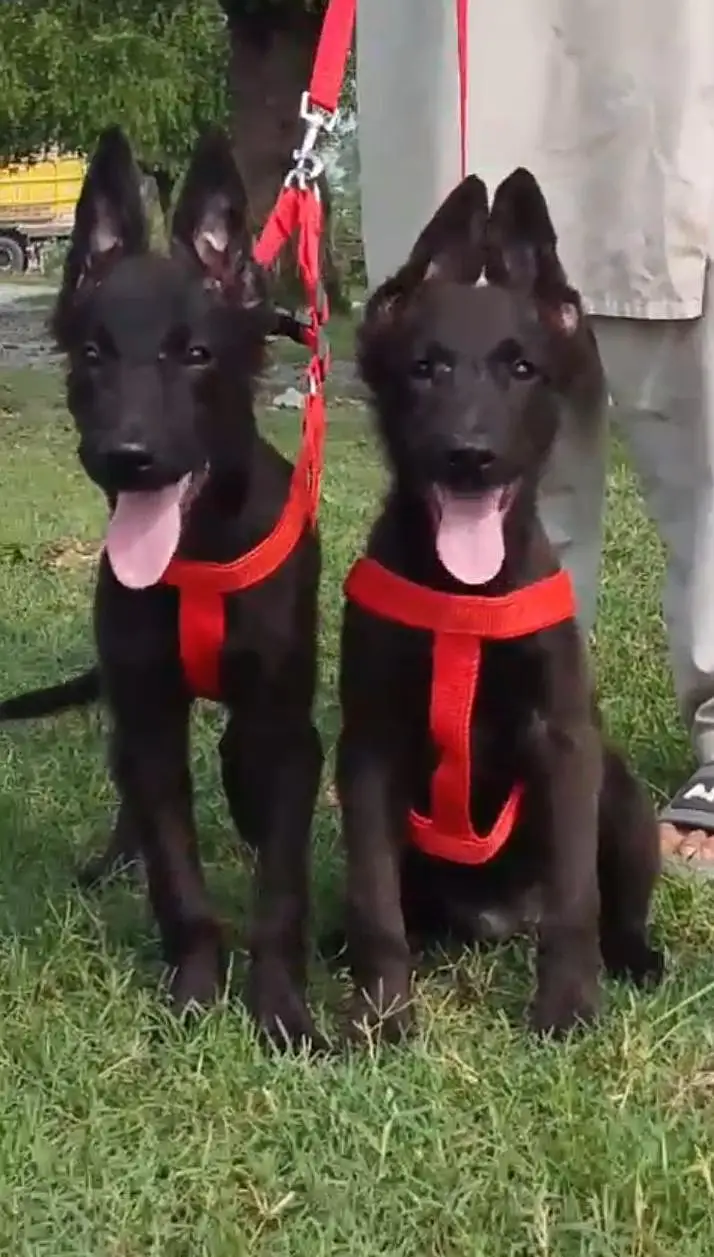 black shepherd puppies healthy and active mein for sel — photo 2