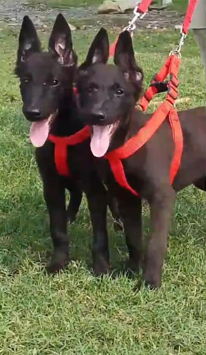 black shepherd puppies healthy and active mein for sel — photo 4