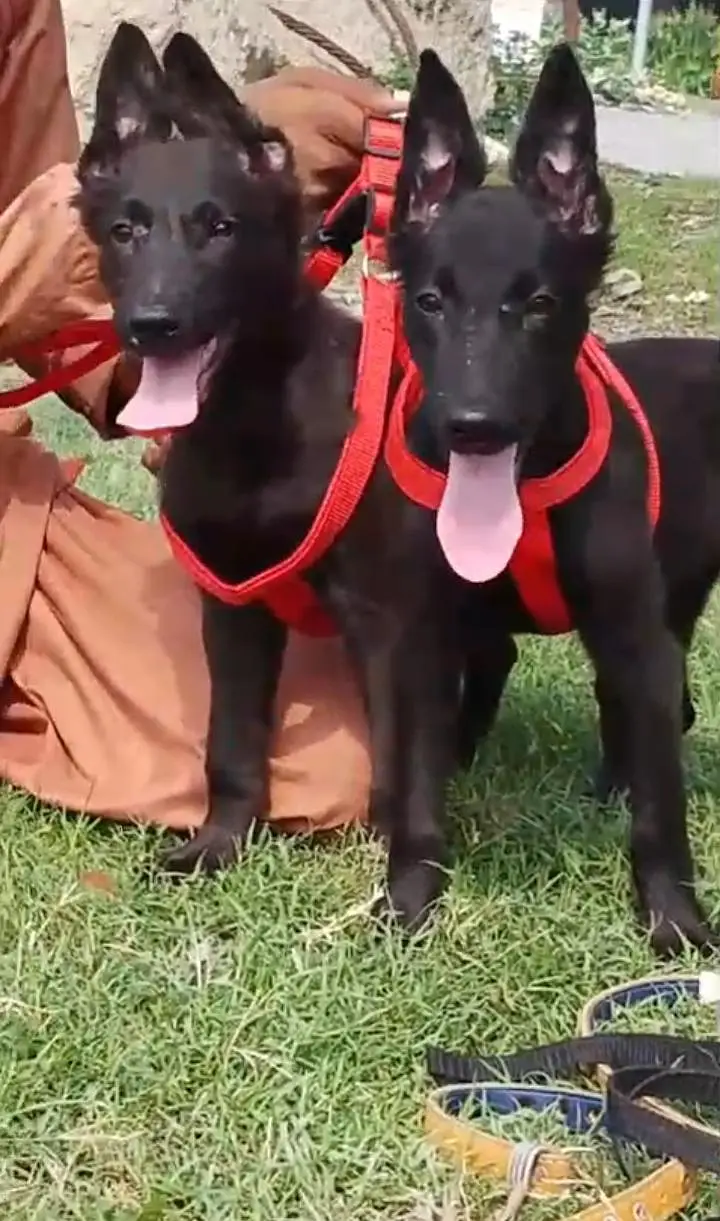 black shepherd puppies healthy and active mein for sel — photo 5
