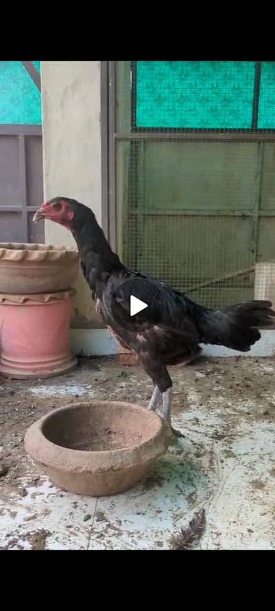 Thai x vaitnam Female available