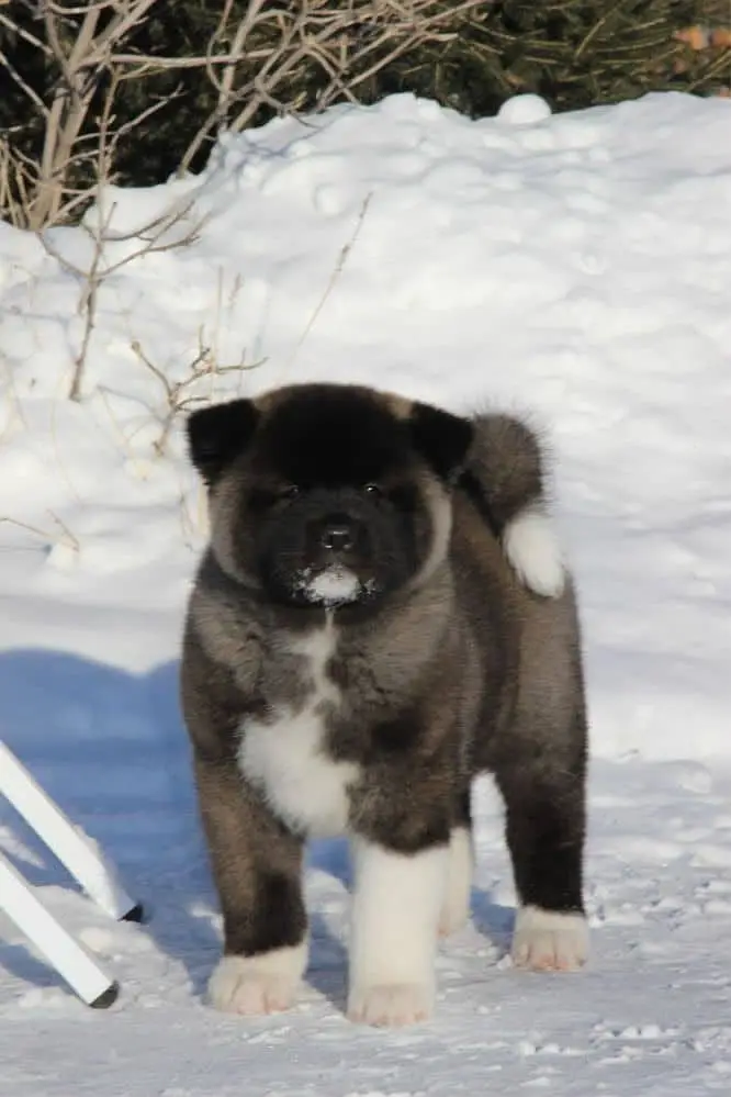IMPORTED American akita PUPPY HIGH QUALITY AVAILABLE — photo 2