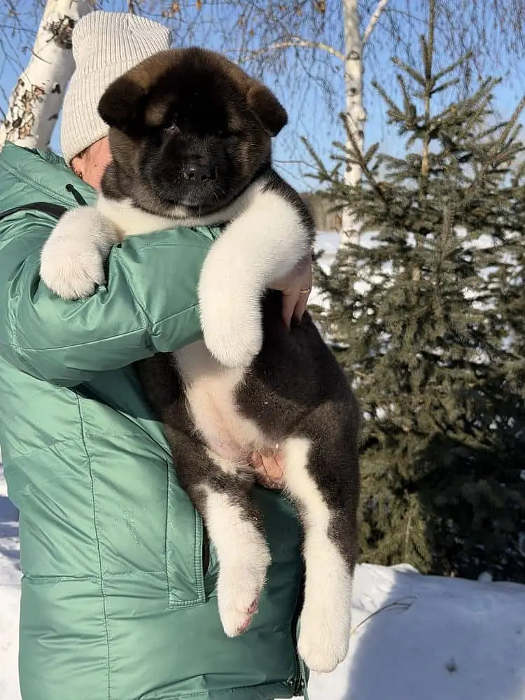 IMPORTED American akita PUPPY HIGH QUALITY AVAILABLE — photo 3