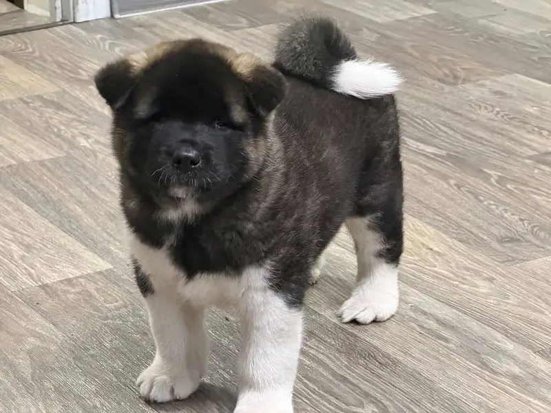 IMPORTED American akita PUPPY HIGH QUALITY AVAILABLE — photo 4