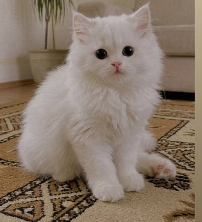Persian Top quality kitten for sale |Fluffy | Triple coated |