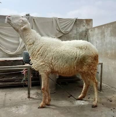 goats for sale