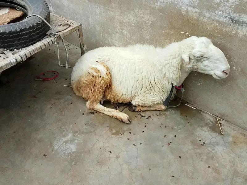 goats for sale — photo 2