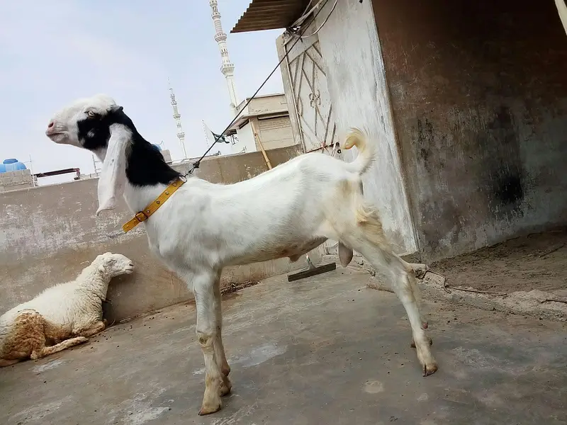 goats for sale — photo 3