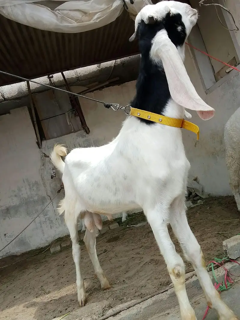 goats for sale — photo 4