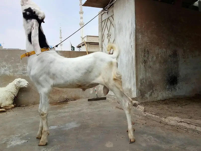 goats for sale — photo 5