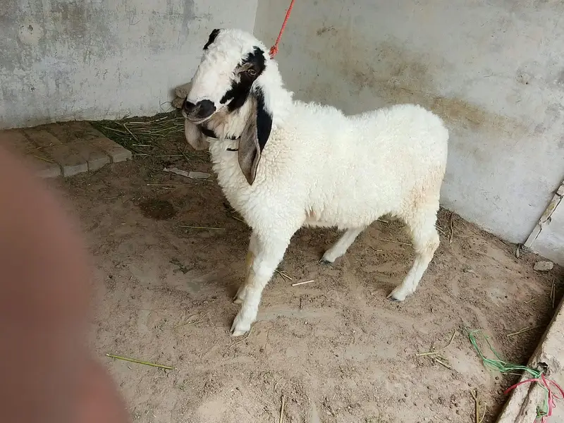 goats for sale — photo 6