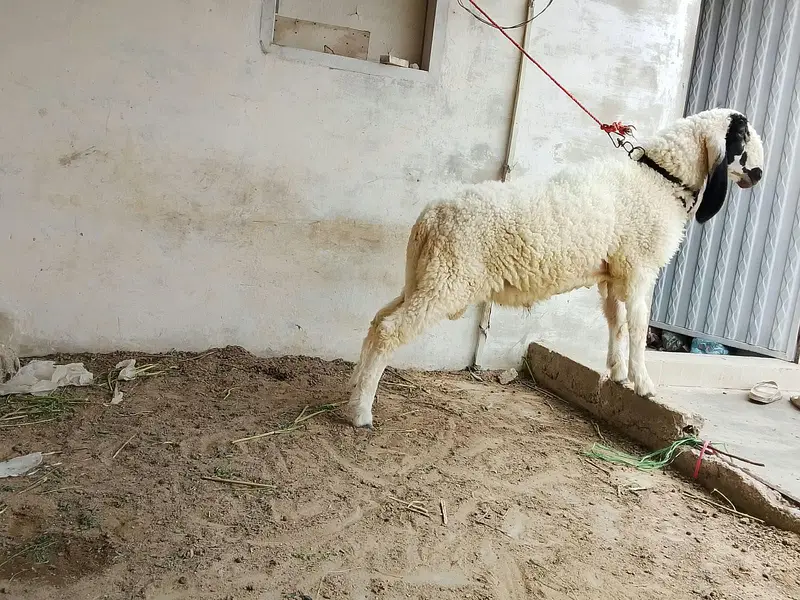 goats for sale — photo 7