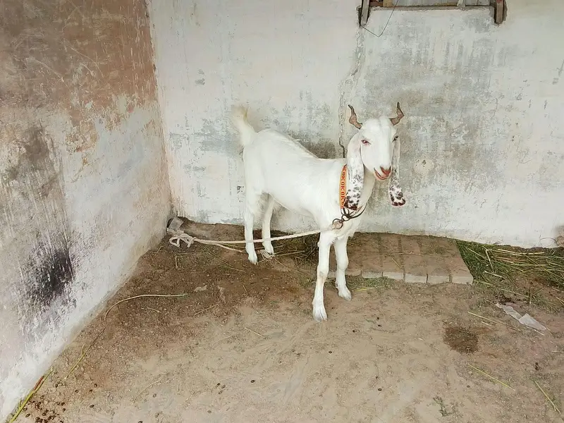 goats for sale — photo 8