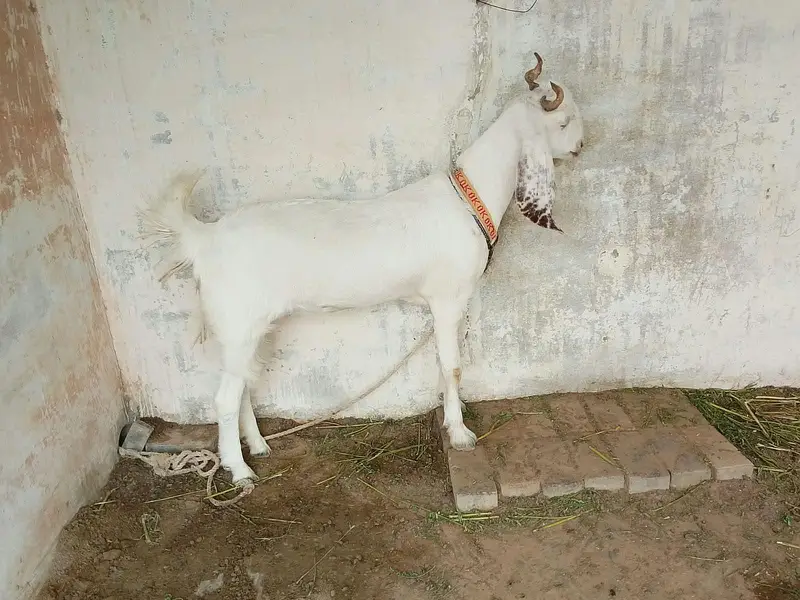 goats for sale — photo 9