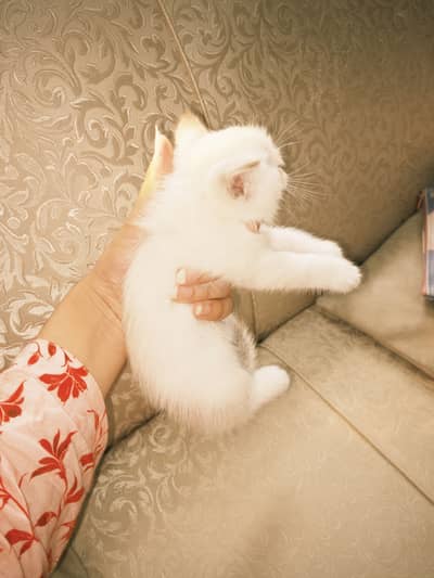 Kittens for Sale