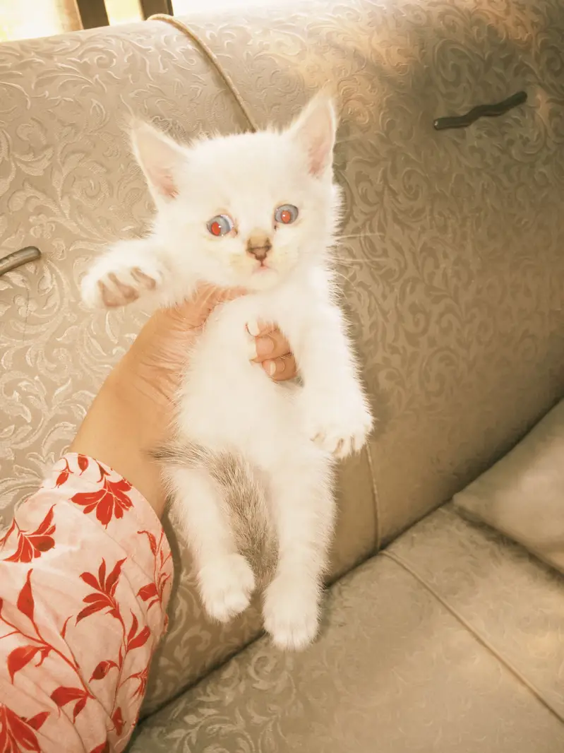 Kittens for Sale — photo 2