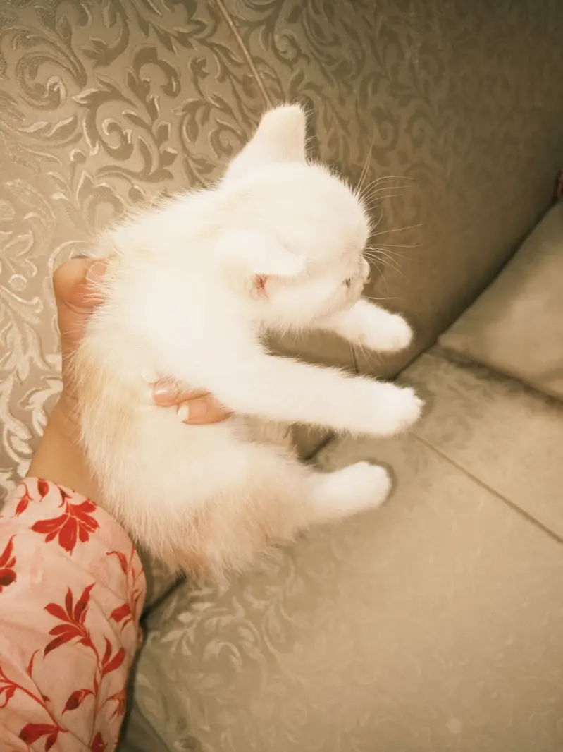 Kittens for Sale — photo 3