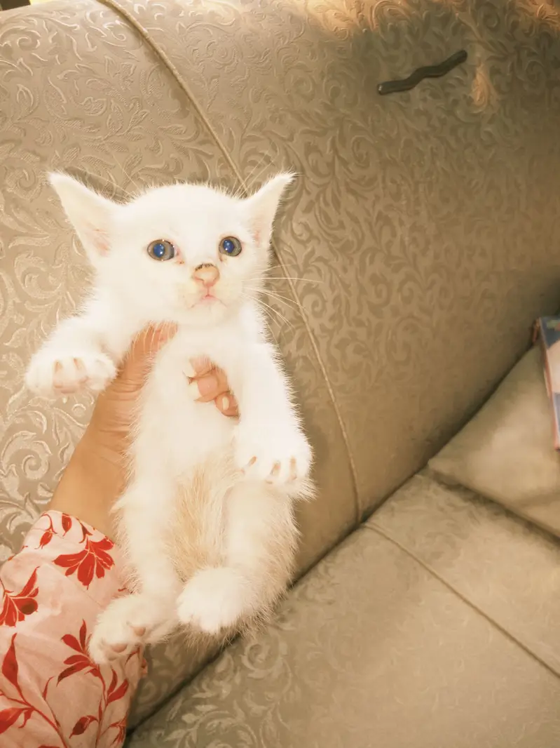 Kittens for Sale — photo 4