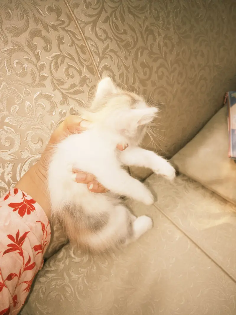 Kittens for Sale — photo 5