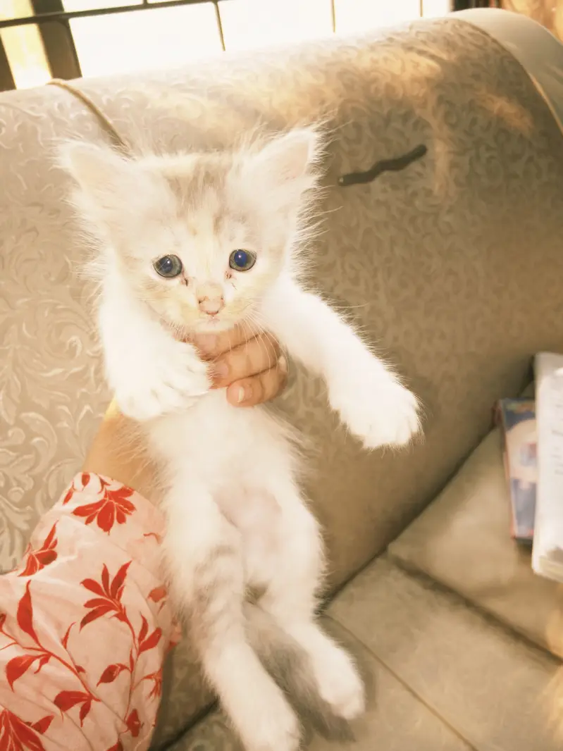 Kittens for Sale — photo 6