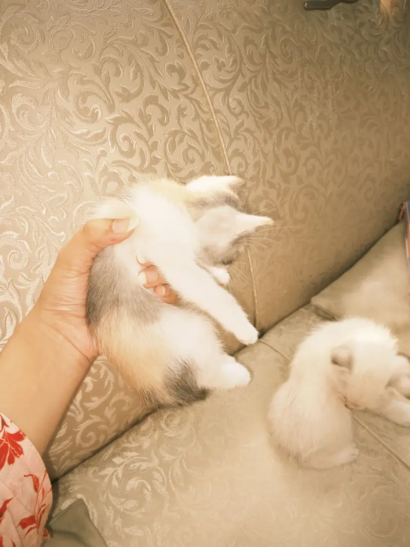 Kittens for Sale — photo 7