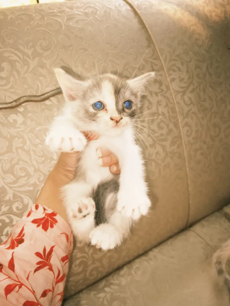 Kittens for Sale — photo 8