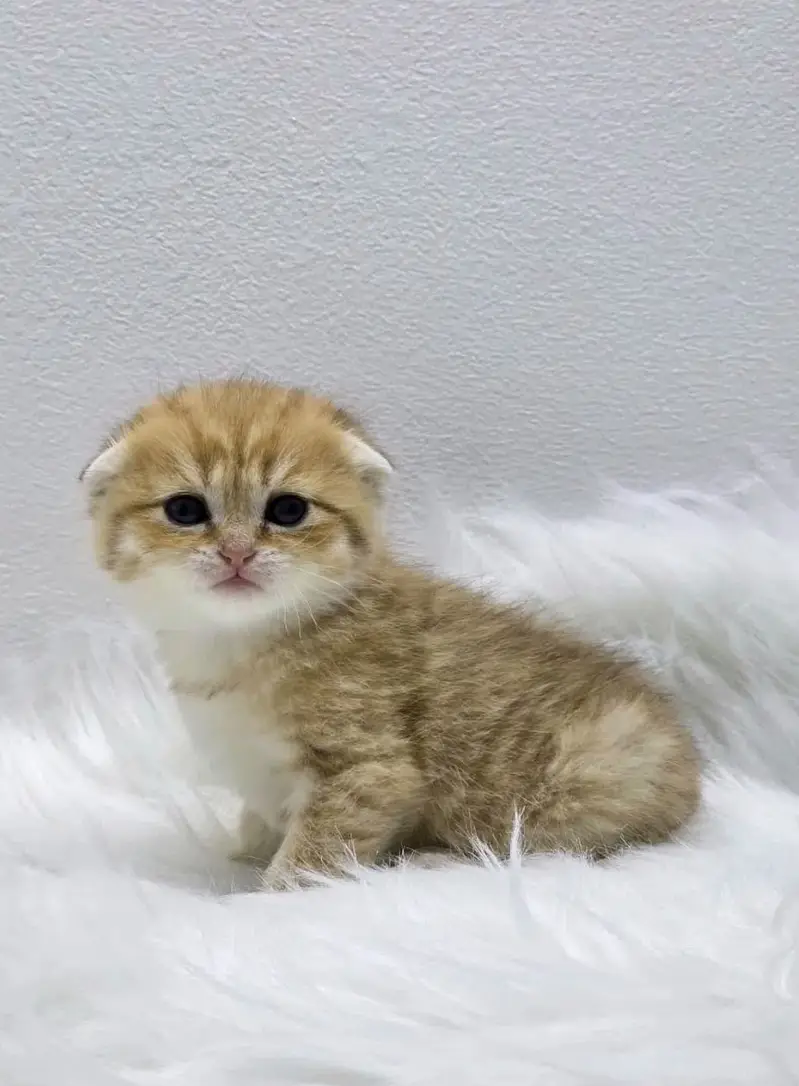 IMPORTED BRITISH SHORT HAIR CATS ARE AVAILABLE FOR SALE — photo 8