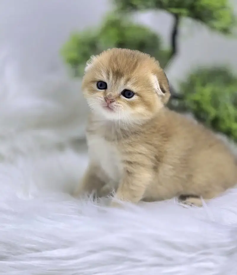 IMPORTED BRITISH SHORT HAIR CATS ARE AVAILABLE FOR SALE — photo 5